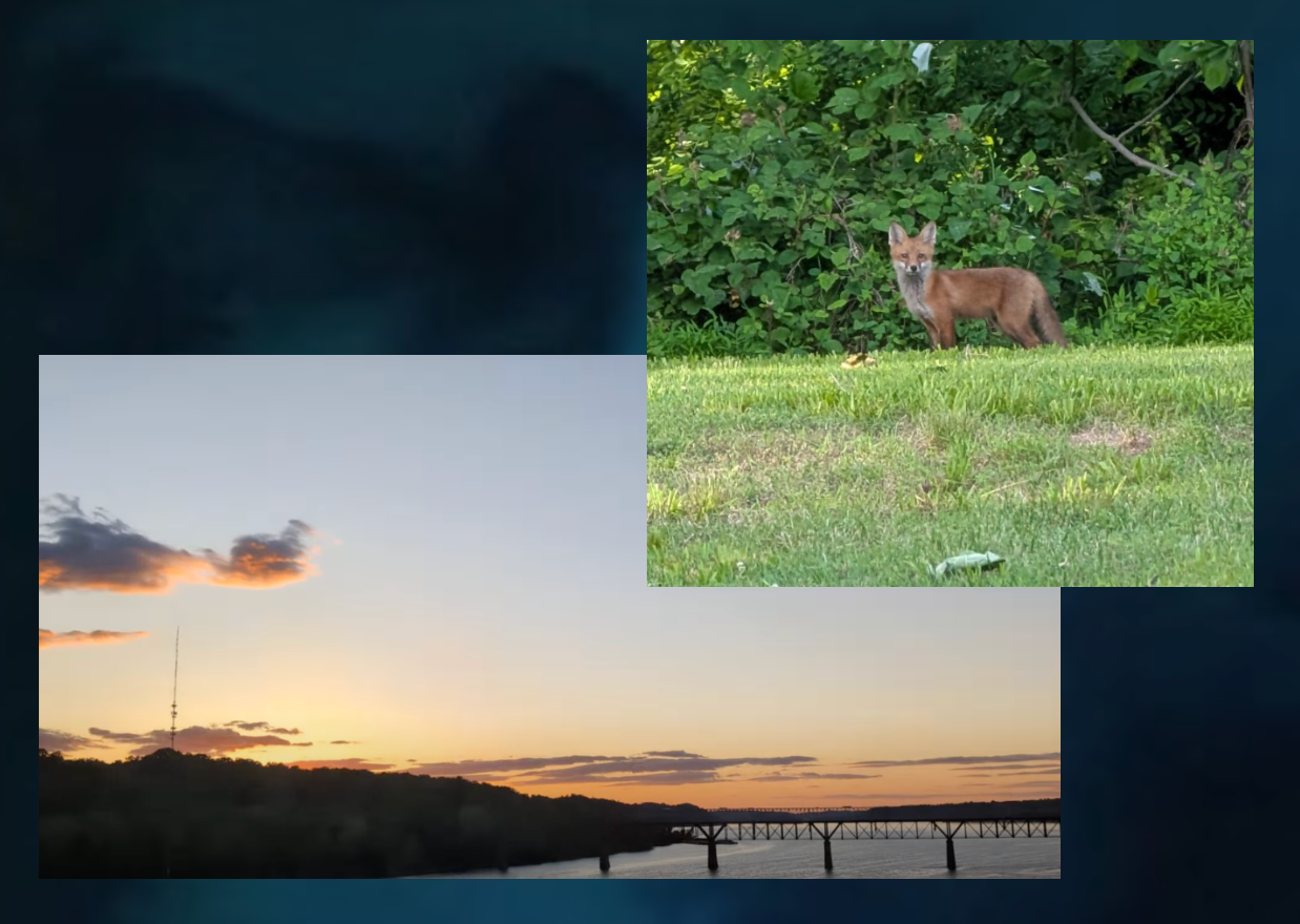 Foxy